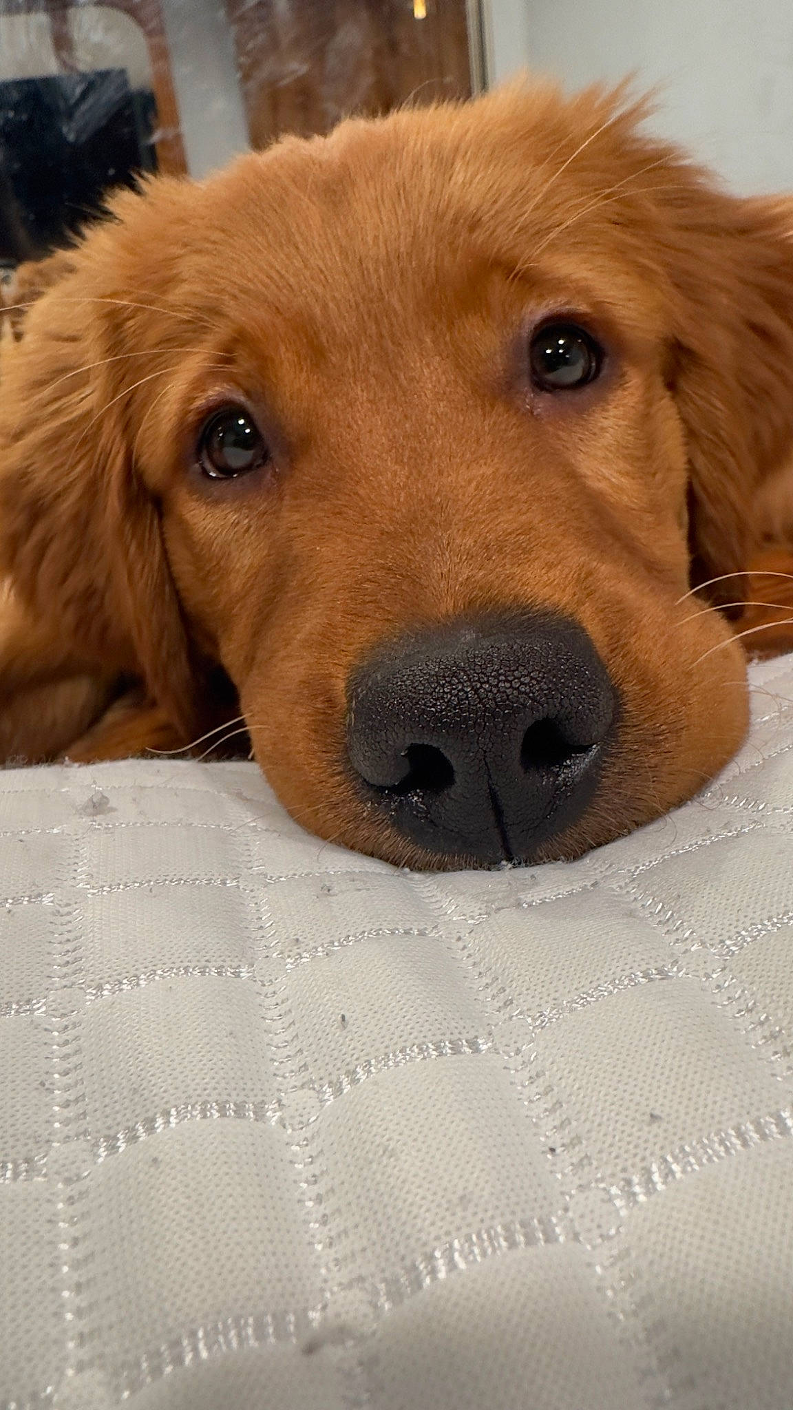 Knox is registered to the contest to win money with this photo: canidae, carnivore, collar, comfort, companion_dog, dog, dog_breed, dog_supply, ear, fawn, fur, labrador_retriever, liver, paw, pet_supply, retriever, snout, sporting_group, whiskers, working_animal