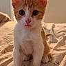 kitten, cat, orange_and_white, bedspread, indoor, pet, curious, young, animal, fur, ears, whiskers, eyes, sitting, close_up, domestic, cozy, bedroom, soft_light, portrait