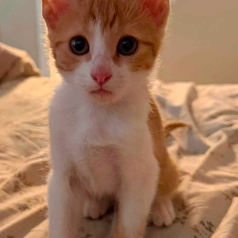 Wink joined the competition — help win amazing prizes! kitten, cat, orange_and_white, bedspread, indoor, pet, curious, young, animal, fur, ears, whiskers, eyes, sitting, close_up, domestic, cozy, bedroom, soft_light, portrait