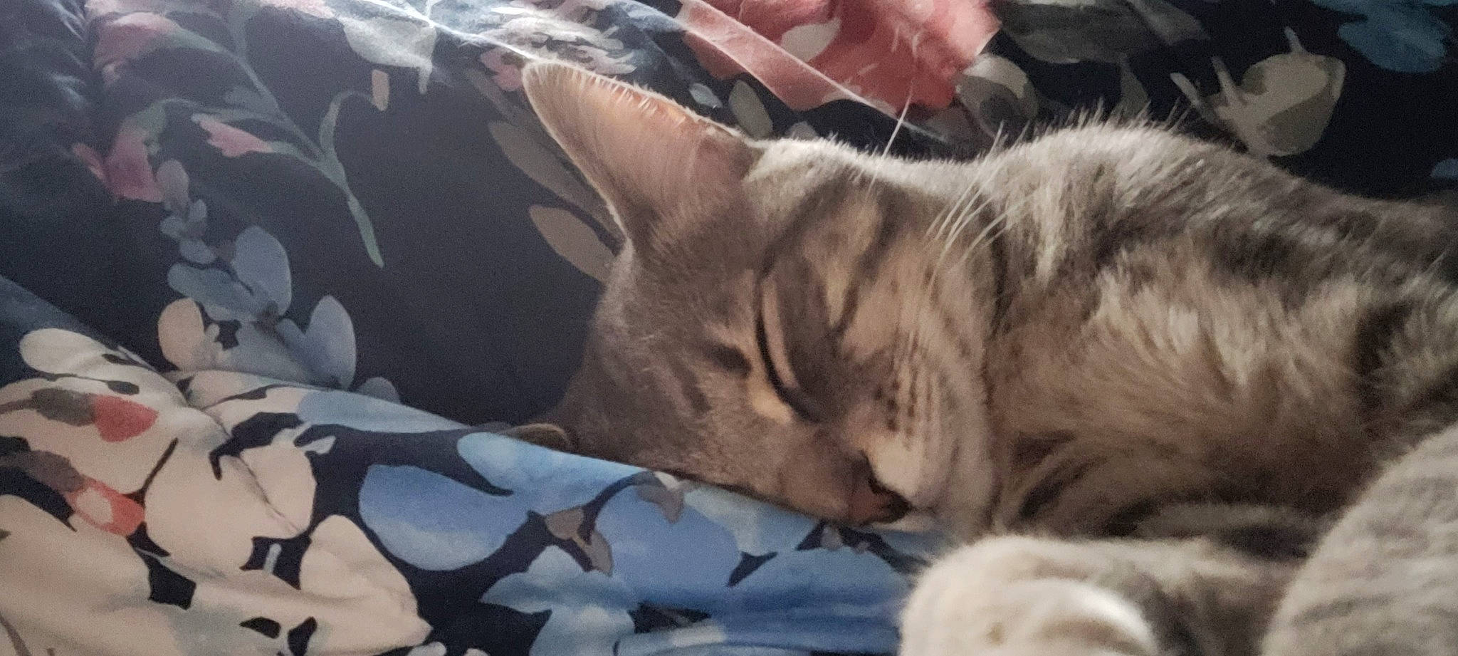 Daisy May is registered to the contest to win money with this photo: bed, bedding, carnivore, cat, cat_bed, cat_supply, comfort, domestic_short_haired_cat, fawn, felidae, fur, grey, linens, nap, pattern, paw, sleep, small_to_medium_sized_cats, tail, whiskers