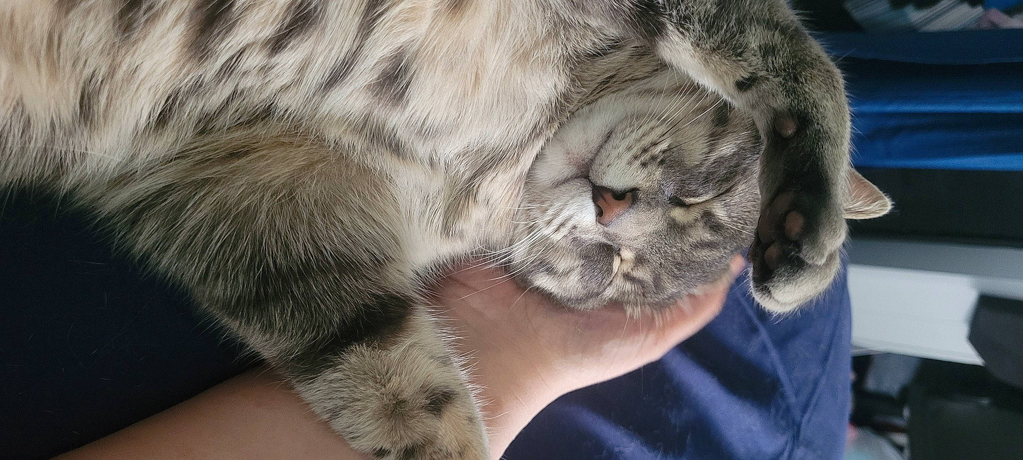 Daisy May joined the competition — help win amazing prizes! carnivore, cat, claw, comfort, domestic_short_haired_cat, fawn, felidae, finger, fur, gesture, nail, nap, paw, sleep, small_to_medium_sized_cats, snout, tail, terrestrial_animal, whiskers, wrinkle