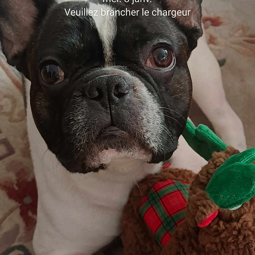 Mochi a rejoint le concours — aidez-le/la à gagner de superbes lots ! animal, book, bostonbull, boxer, bulldog, canine, dog, frenchbulldog, pet, pitbull, publication, puppy, terrier, toy, whitedog