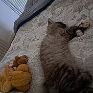 Oscar a rejoint le concours — aidez-le/la à gagner de superbes lots ! kitten, cat, sleeping, bed, blanket, stuffed_animals, indoor, cozy, furniture, window, curtains, soft_light, animal, pet, resting, fur, cute, domestic, relaxing, paw