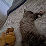 kitten, cat, sleeping, bed, blanket, stuffed_animals, indoor, cozy, furniture, window, curtains, soft_light, animal, pet, resting, fur, cute, domestic, relaxing, paw