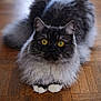 Oscar participe au concours pour gagner de l'argent avec cette photo : attention, big_eyes, cat, closeup, cozy, curious, domestic_cat, feline, floorboards, fluffy, fur, hardwood_floor, indoor, long_hair, paws, pet, portrait, sitting, whiskers, yellow_eyes