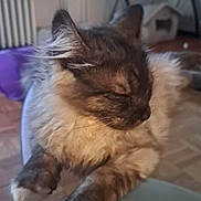 Oscar participe au concours pour gagner de l'argent avec cette photo : animal, cat, cozy, cute, floor, fluffy, furniture, glass_table, home, indoor, living_room, pet_house, radiator, relaxed, resting, sleeping, table, tv, white_paws, window