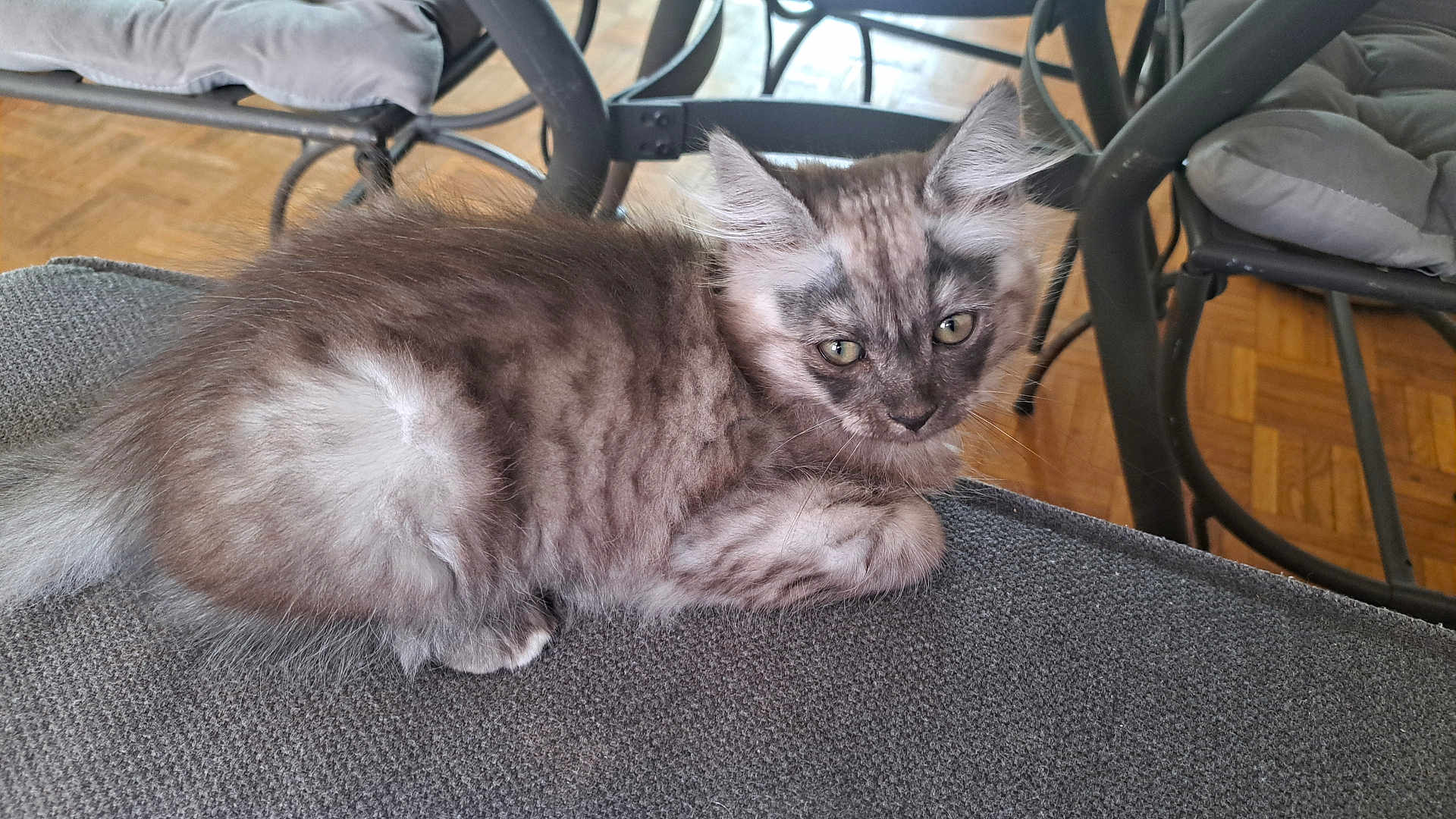 Oscar