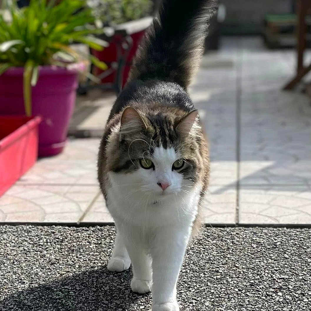 Bounty participe au concours pour gagner de l'argent avec cette photo : animal, cat, city, herbal, herbs, jar, kitten, manx, outdoors, pet, plant, planter, pottedplant, pottery, road, slate, soil, street, urban, vase
