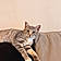 Milo