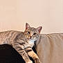 cat, kitten, gray_tabby, pet, feline, indoor, couch, furniture, relaxed, paw, whiskers, ears, fur, cute, animal, domestic_animal, looking, resting, young, cozy