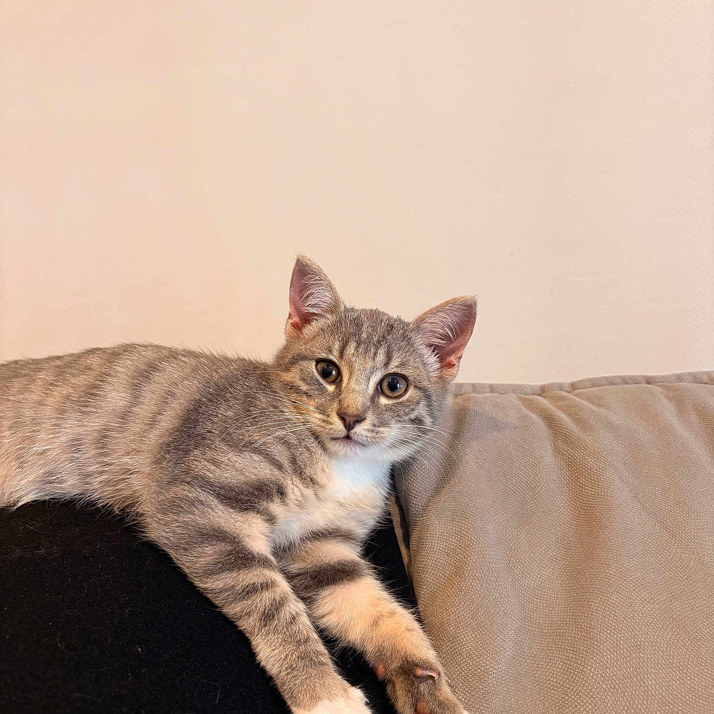 Milo a rejoint le concours — aidez-le/la à gagner de superbes lots ! animal, cat, couch, cozy, cute, domestic_animal, ears, feline, fur, furniture, gray_tabby, indoor, kitten, looking, paw, pet, relaxed, resting, whiskers, young