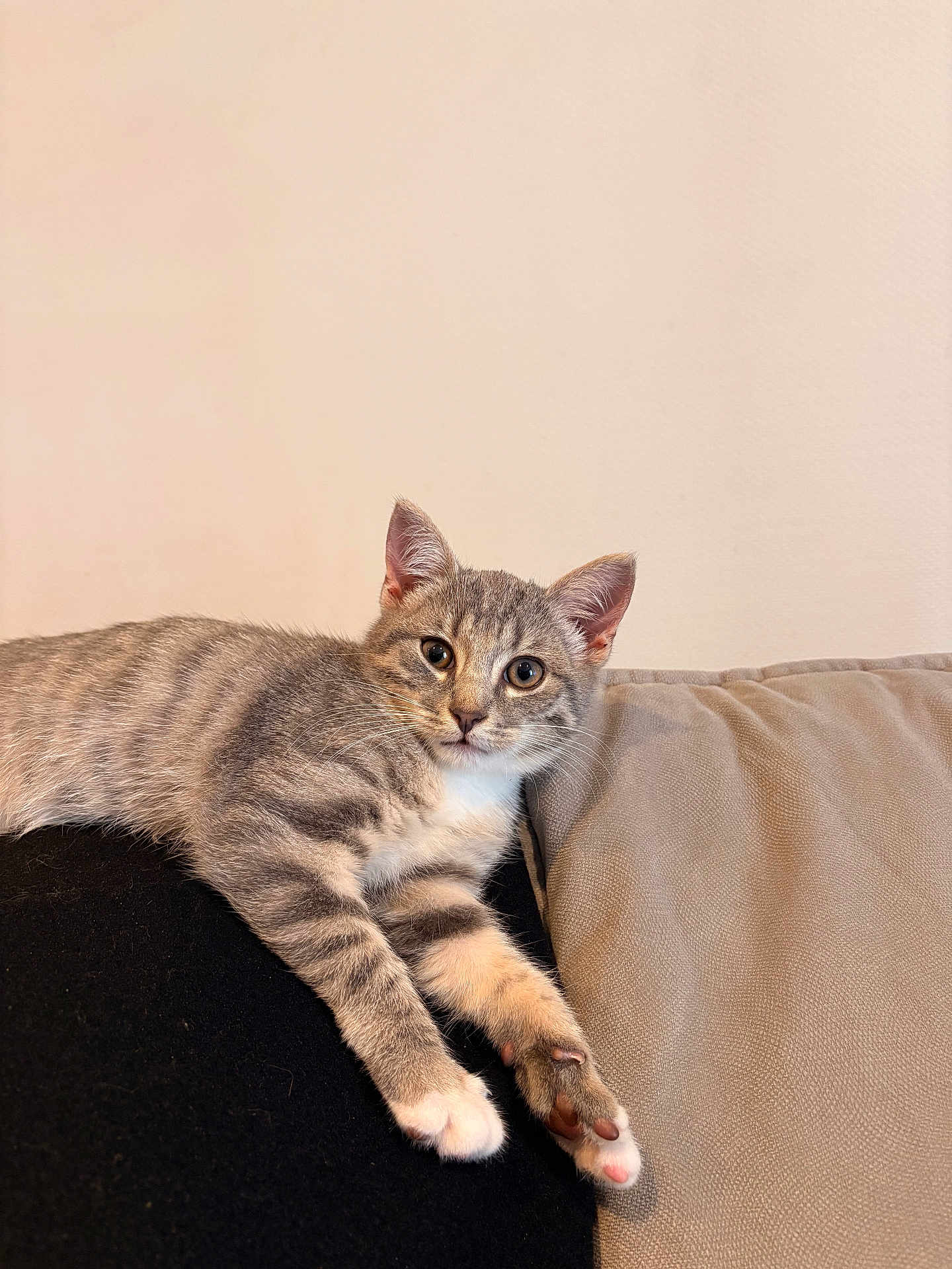 Milo