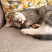 Milo a rejoint le concours — aidez-le/la à gagner de superbes lots ! cat, kitten, sleeping, couch, pillow, gray_fur, white_fur, indoor, pet, resting, cozy, cute, feline, whiskers, pink_paw_pads, domestic_animal, napping, soft_texture, relaxation, fur