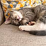 cat, kitten, sleeping, couch, pillow, gray_fur, white_fur, indoor, pet, resting, cozy, cute, feline, whiskers, pink_paw_pads, domestic_animal, napping, soft_texture, relaxation, fur