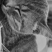 Milo a rejoint le concours — aidez-le/la à gagner de superbes lots ! animal, black_and_white, cat, close_up, cozy, cute, domestic_animal, face, feline, fur, indoor, peaceful, pet, portrait, resting, sleep, sleeping, soft_texture, tabby_cat, whiskers