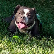 Odin is registered to the contest to win money with this photo: animal, canine, collar, dog, grass, green, happy, leisure, muzzle, nature, outdoor, pet, playful, resting, smiling, summer, sunlight, tennis_ball, tongue, tongue_out