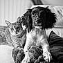 Axo a rejoint le concours — aidez-le/la à gagner de superbes lots ! animal, black_and_white, blanket, cat, close_up, companions, couch, cozy, cute, dog, domestic_animal, friendship, fur, indoor, looking_at_camera, paw, pet, portrait, relaxed, whiskers