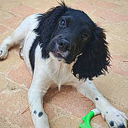 Axo a rejoint le concours — aidez-le/la à gagner de superbes lots ! animal, black_and_white, chew_toy, close_up, curious, cute, dog, floor, fur, green_toy, lying_down, outdoor, paw, pet, playful, puppy, tile, tilted_head, toy, young_dog