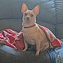 dog, blanket, couch, pet, indoor, small_dog, red_collar, ears, fur, seated, home, comfort, looking, animal, cozy, resting, living_room, furniture, canine, domestic