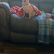 Scooter is registered to the contest to win money with this photo: blanket, blue_blanket, casual, comfort, couch, dog, domestic, feet, floor, home, indoor, leather_couch, living_room, person, pet, red_blanket, relaxing, seated, small_dog, wood_floor