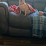 blanket, blue_blanket, casual, comfort, couch, dog, domestic, feet, floor, home, indoor, leather_couch, living_room, person, pet, red_blanket, relaxing, seated, small_dog, wood_floor