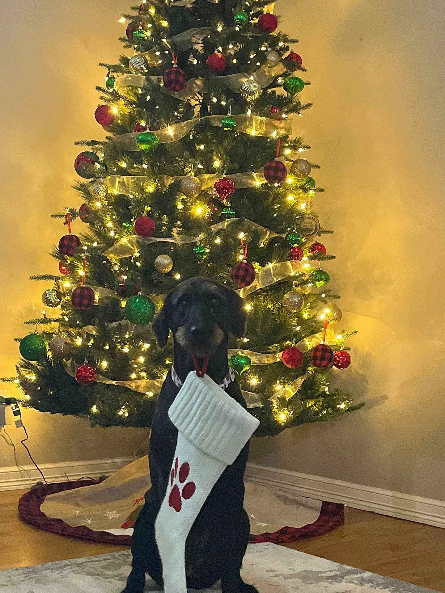 Sadie is registered to the contest to win money with this photo: dog, christmas_tree, stocking, holiday, decorations, lights, indoor, festive, paw_print, floor, wall, carpet, ribbon, ornaments, green, red, white, black_dog, pet, celebration