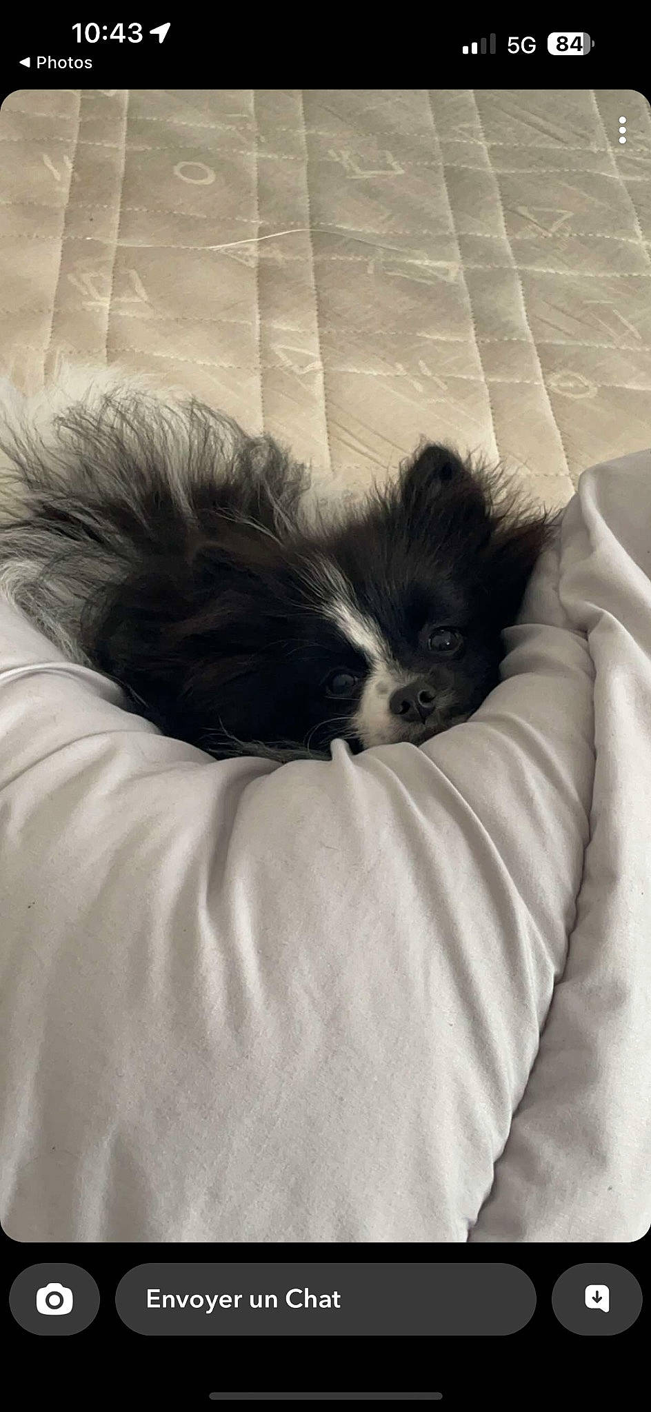 Yourï participe au concours pour gagner de l'argent avec cette photo : canidae, carnivore, cat, cat_bed, comfort, companion_dog, dog_breed, felidae, fur, nap, sleep, small_to_medium_sized_cats, snout, sporting_group, tail, terrestrial_animal, toy_dog, whiskers