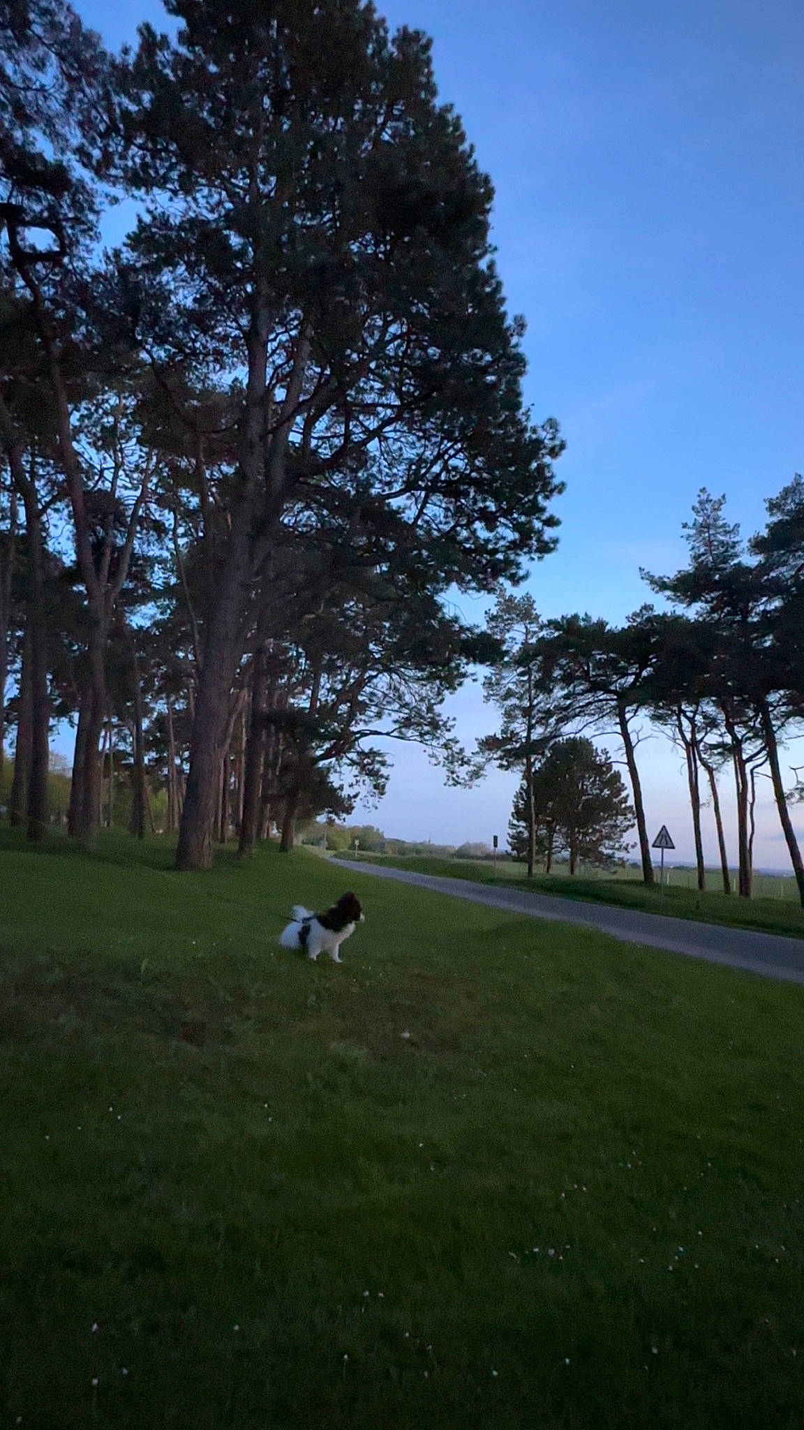 Yourï participe au concours pour gagner de l'argent avec cette photo : ball, carnivore, field, forest, grass, grassland, hill, horizon, landscape, lawn, leisure, meadow, natural_landscape, pasture, plant, recreation, sky, sports_equipment, tree, trunk