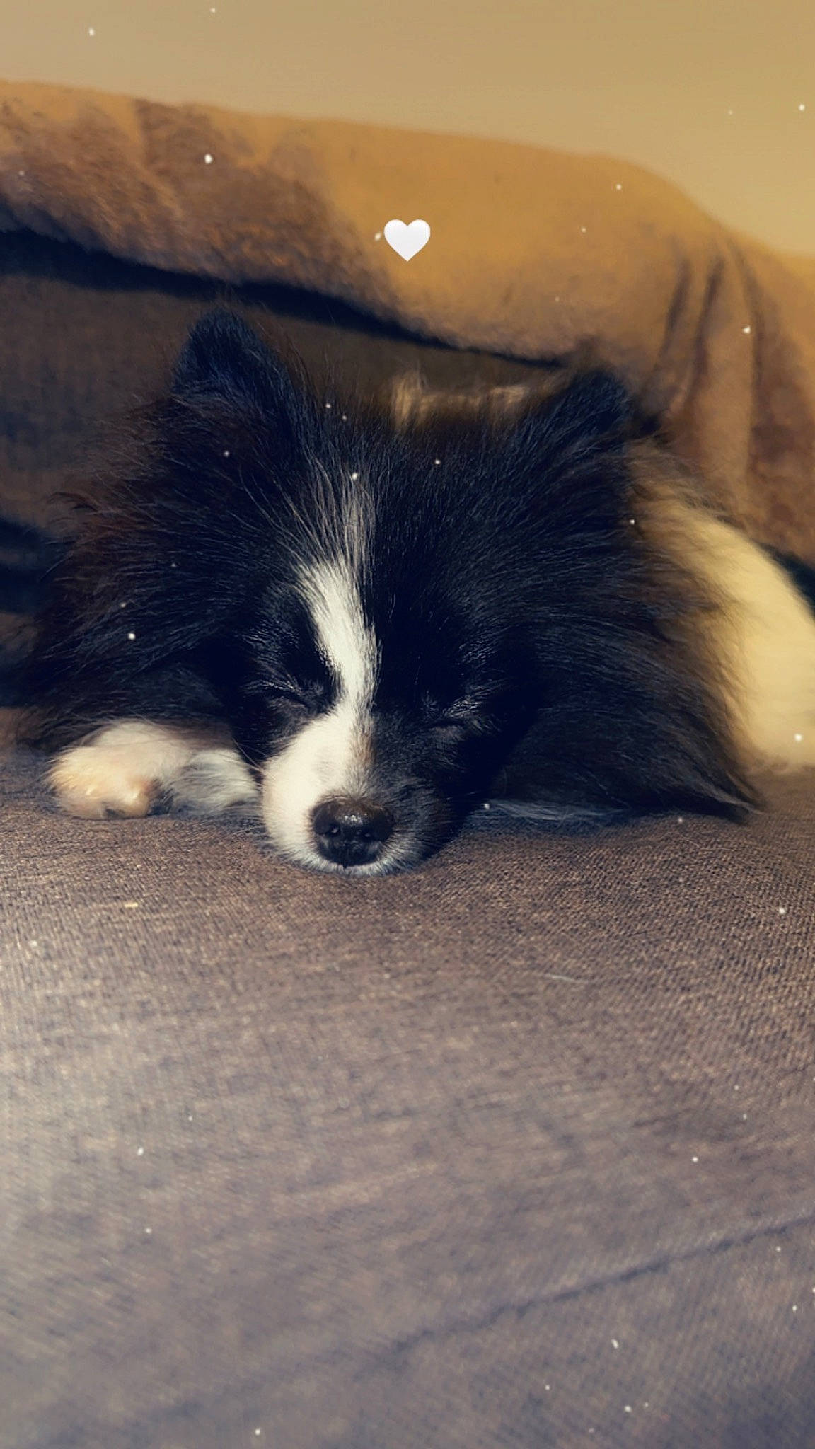 Yourï participe au concours pour gagner de l'argent avec cette photo : automotive_tire, canidae, carnivore, cloud, companion_dog, dog, dog_breed, fur, herding_dog, puppy, shadow, snout, sporting_group, tail, terrestrial_animal, tints_and_shades, whiskers, window, working_animal, working_dog