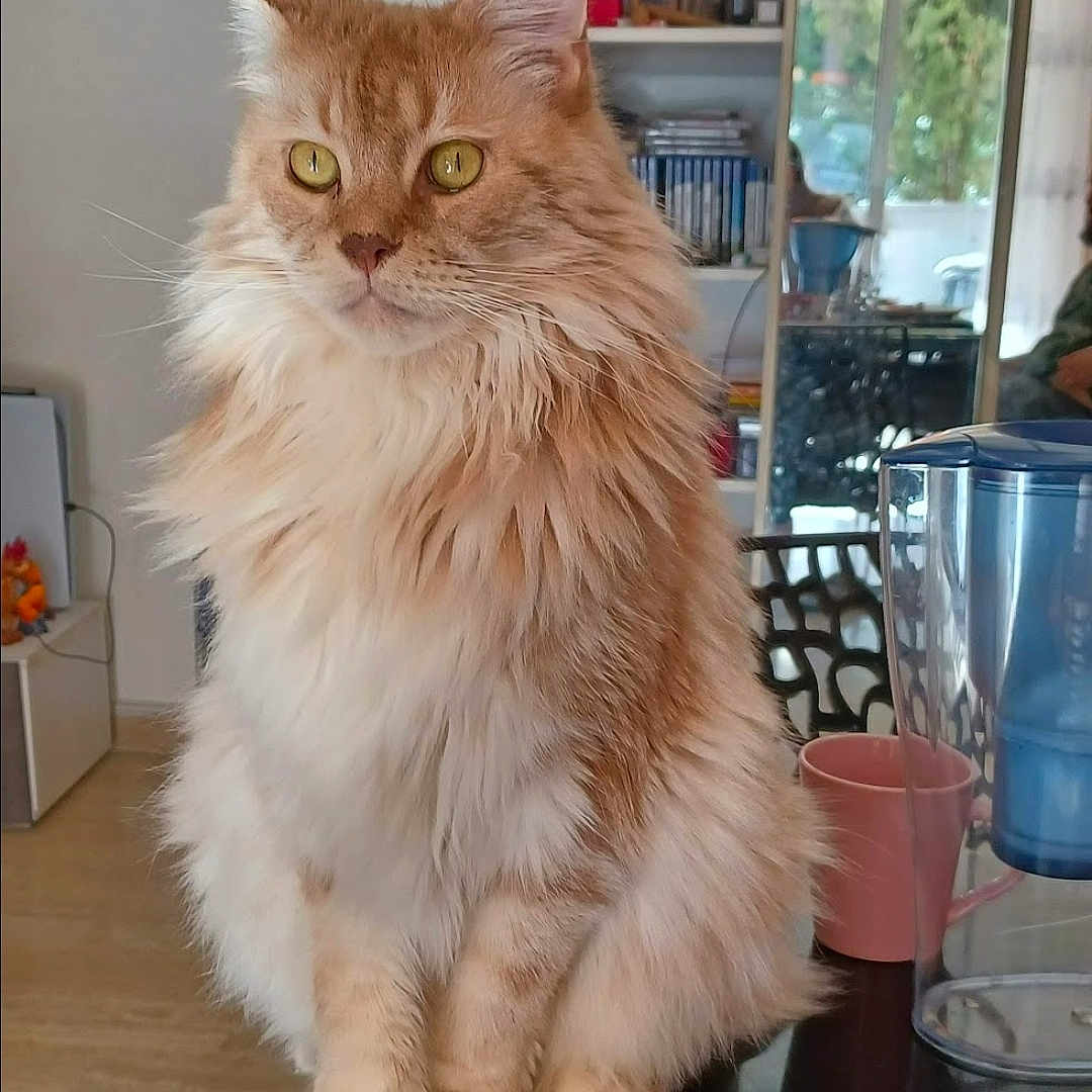 Pilou participe au concours pour gagner de l'argent avec cette photo : abyssinian, angora, animal, beverage, cat, closet, coffee, coffeecup, cookware, cup, cupboard, hardwood, indoors, interiordesign, kitten, manx, person, pet, pot, wood