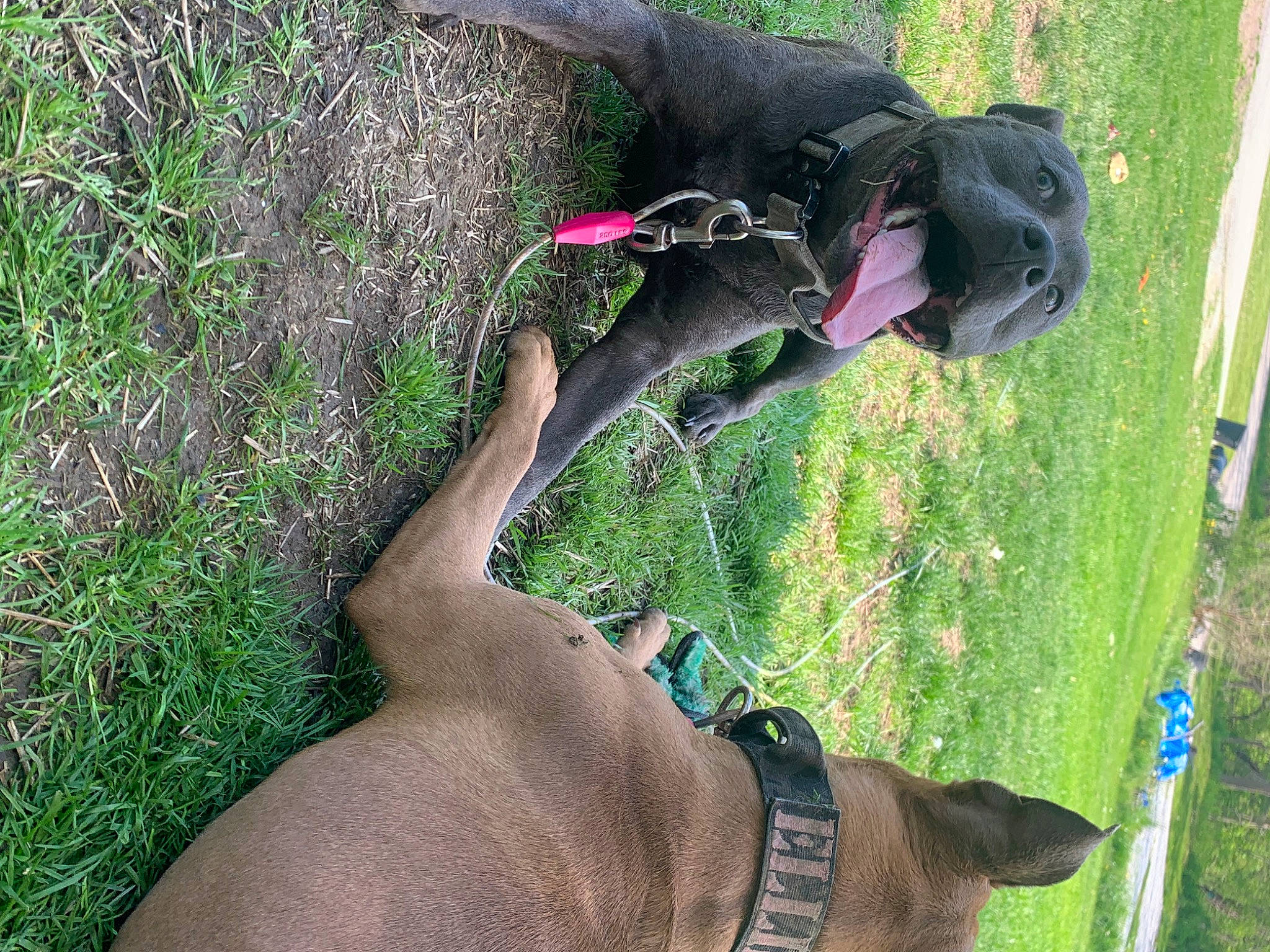 Luna is registered to the contest to win money with this photo: adventure, canidae, carnivore, collar, dog, dog_breed, fashion_accessory, fawn, gesture, grass, human_leg, plant, recreation, soil, sporting_group, tail, terrestrial_animal, tree, working_animal, wrist