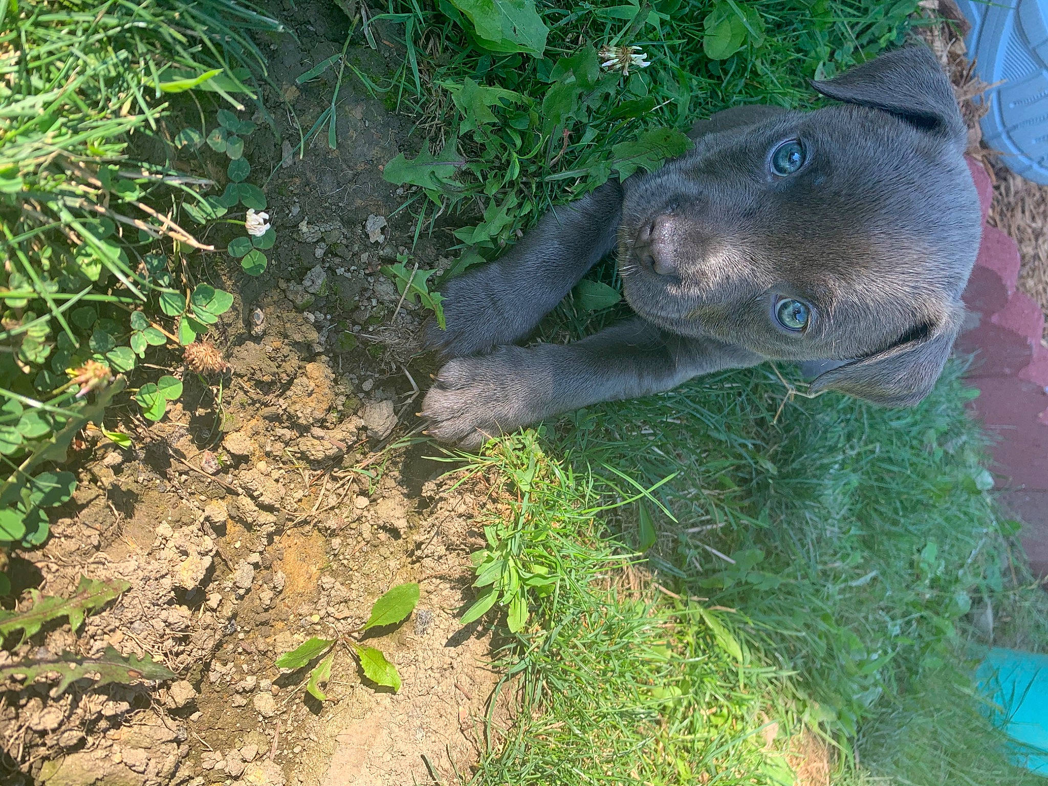 Luna is registered to the contest to win money with this photo: fish, garden, grass, groundcover, insect, landscape, lawn_ornament, marine_mammal, organism, plant, rock, sculpture, shrub, snout, soil, terrestrial_animal, terrestrial_plant, tree, working_animal