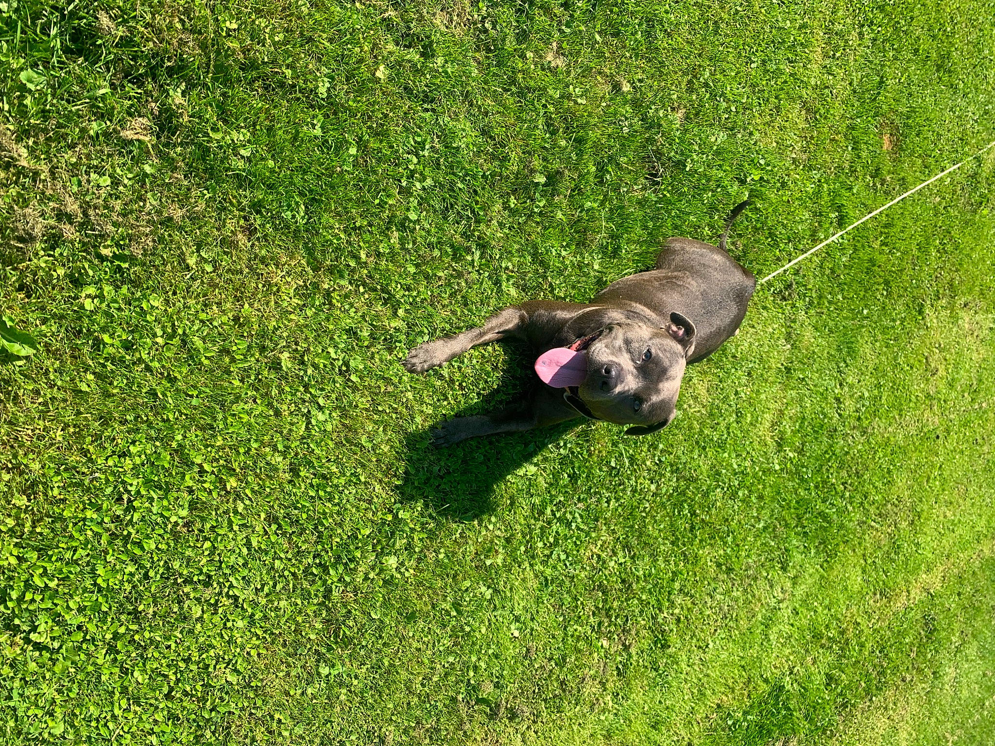 Luna joined the competition — help win amazing prizes! artificial_turf, canidae, carnivore, companion_dog, dog, dog_breed, grass, grassland, groundcover, lawn, meadow, pasture, people_in_nature, plant, prairie, shadow, shrub, sporting_group, tail, water_dog
