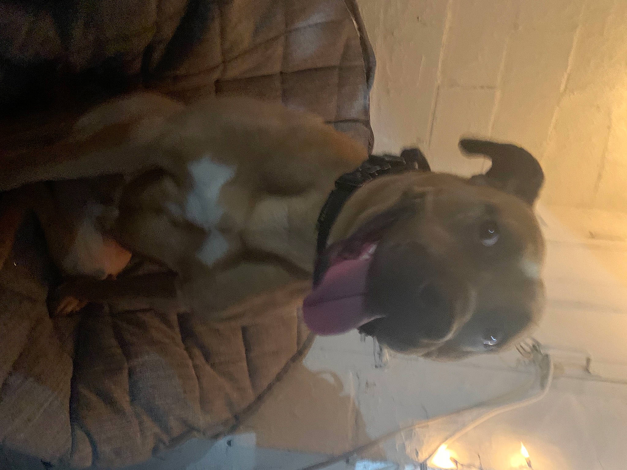 Ellie is registered to the contest to win money with this photo: canidae, carnivore, ceiling, comfort, companion_dog, dog, dog_breed, fawn, fur, guard_dog, light_fixture, non_sporting_group, pet_supply, terrestrial_animal, working_animal