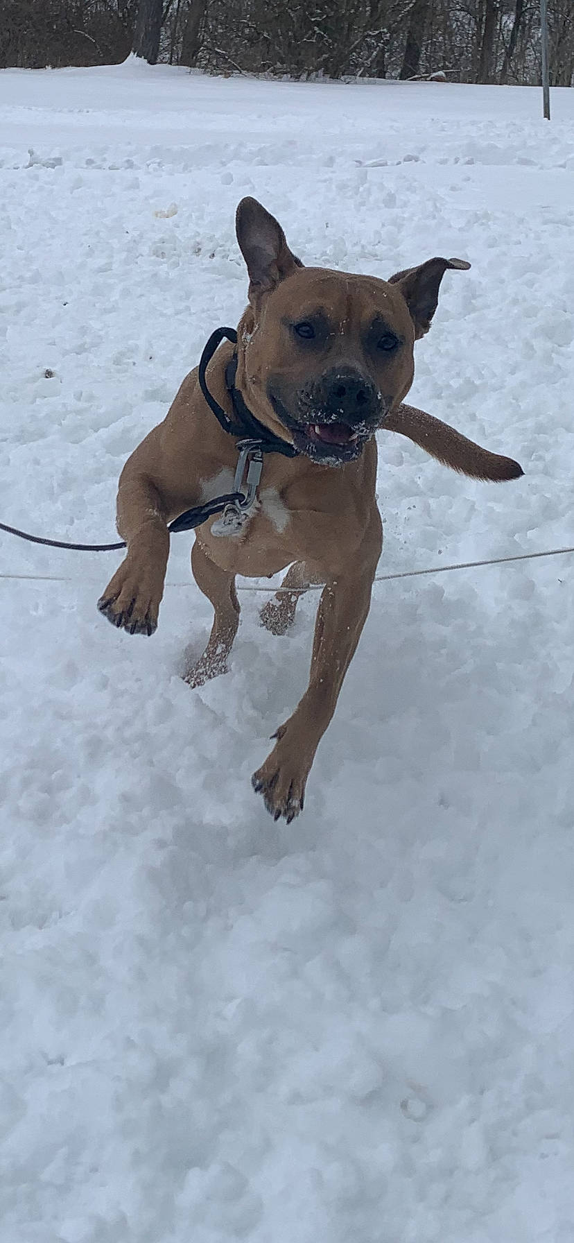 Ellie is registered to the contest to win money with this photo: carnivore, collar, companion_dog, dog, dog_breed, dog_clothes, dog_collar, dog_supply, fawn, guard_dog, liver, paw, pet_supply, snout, snow, sporting_group, toy_dog, winter, working_animal, working_dog