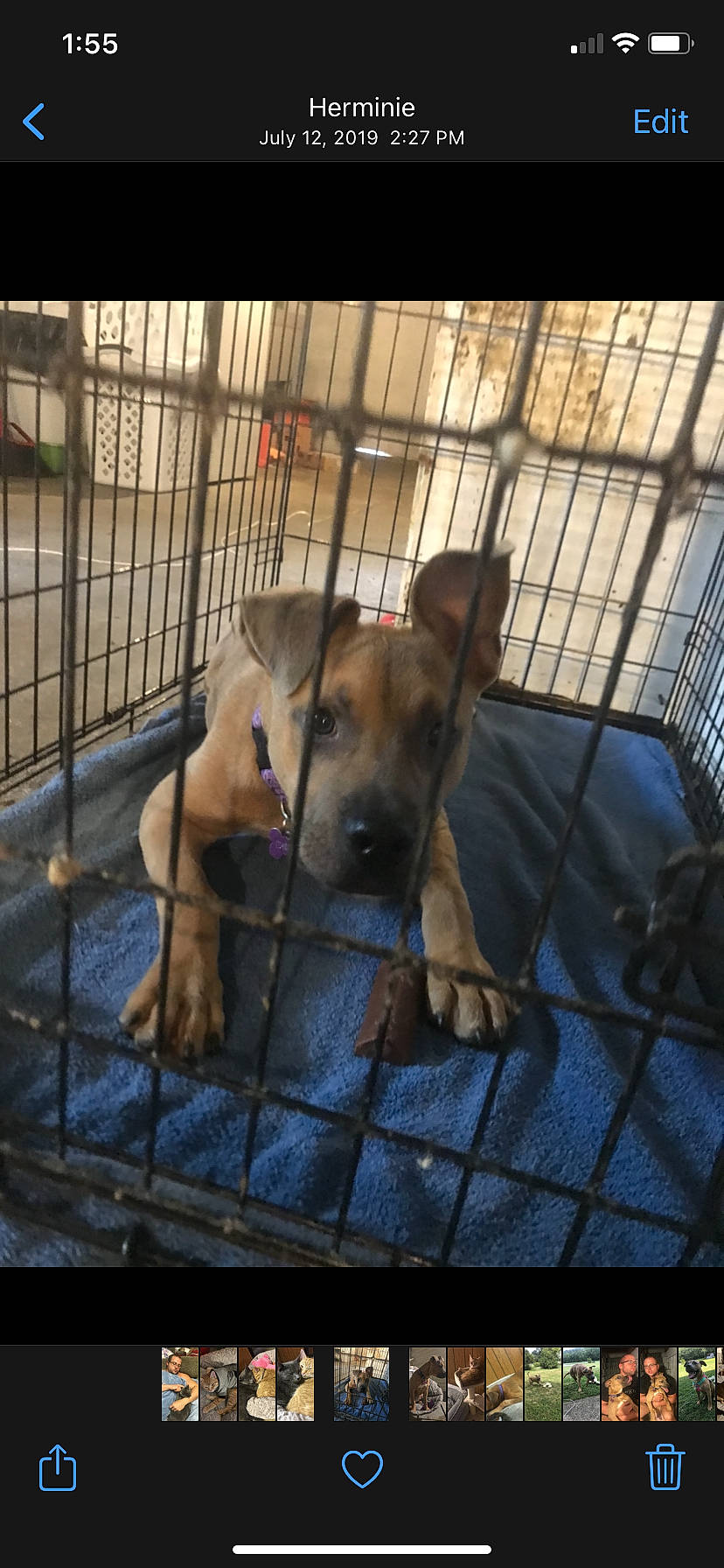 Ellie joined the competition — help win amazing prizes! animal_shelter, cage, carnivore, companion_dog, dog, dog_breed, dog_crate, dog_supply, fawn, fence, german_shepherd_dog, guard_dog, kennel, mesh, pet_supply, service, street_dog, terrestrial_animal, whiskers, working_animal