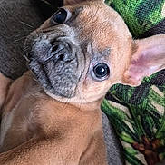 Hermès participe au concours pour gagner de l'argent avec cette photo : dog, puppy, french_bulldog, close_up, pet, animal, ears, eyes, couch, cushion, indoor, fur, cute, laying_down, portrait, domestic_animal, brown_fur, whiskers, snout, relaxed