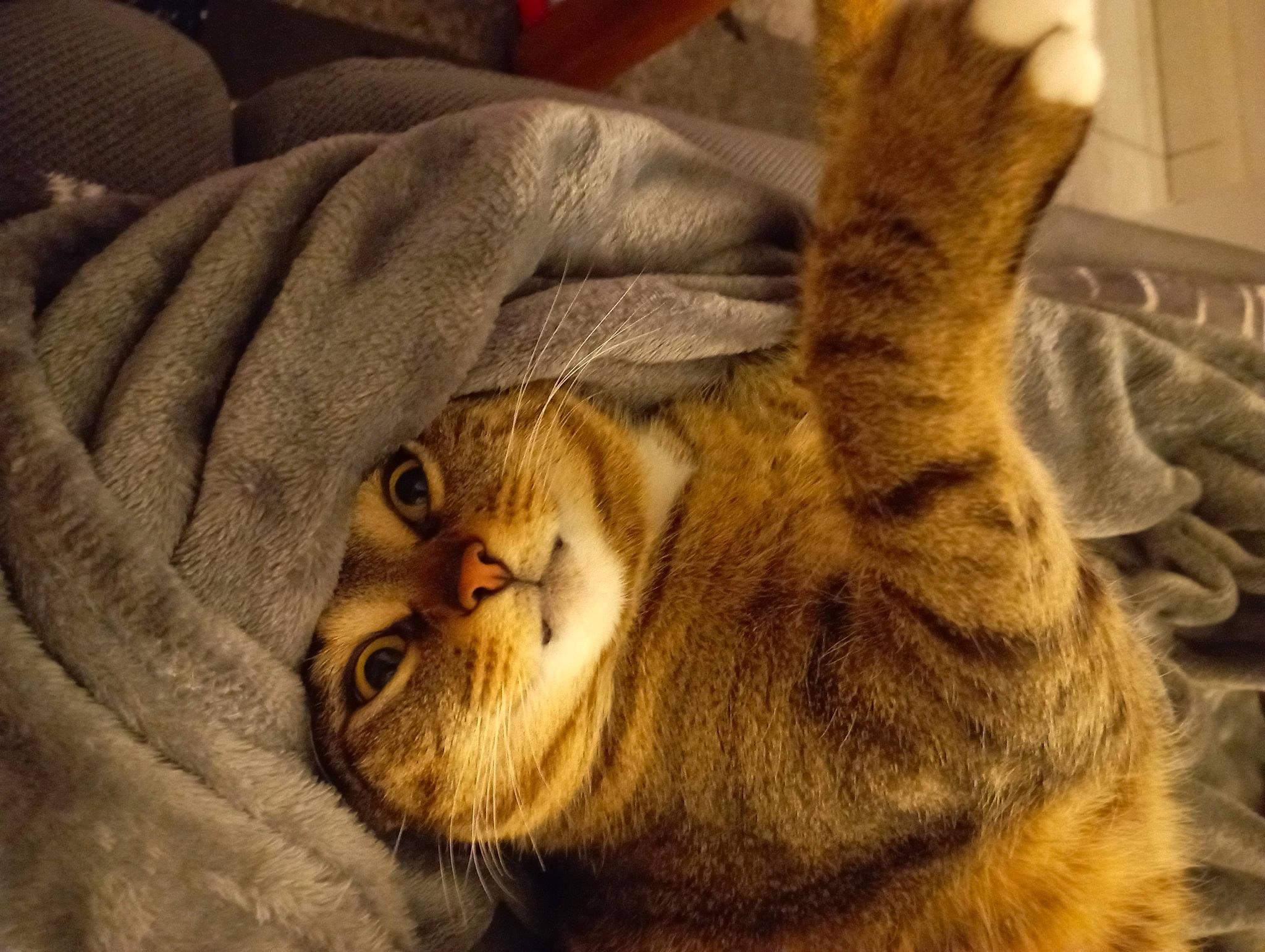 Pako participe au concours pour gagner de l'argent avec cette photo : carnivore, cat, claw, comfort, domestic_short_haired_cat, ear, fawn, felidae, fur, grey, nap, paw, sleep, small_to_medium_sized_cats, snout, tail, terrestrial_animal, whiskers, wildlife, wood