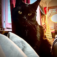 Moon is registered to the contest to win money with this photo: black_cat, cat, close_up, cozy, curtain, cushion, furniture, golden_eyes, home, indoor, lamp, pet, pillows, portrait, relaxed, shadow, sofa, warm_light, whiskers, window