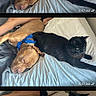 dog, cat, bed, sleeping, blue_bandana, black_cat, brown_dog, indoor, pet, animal, resting, cozy, furry, companions, white_sheet, cute, relaxed, domestic, friendship, trio
