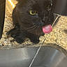 black_cat, cat, pet, animal, drinking, water, faucet, kitchen_sink, tongue, close_up, indoor, granite_countertop, curious, whiskers, ears, eyes, domestic_cat, household, clean, cute