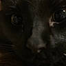 Trouble joined the competition — help win amazing prizes! cat, black_cat, close_up, face, animal, pet, whiskers, fur, eyes, dark, indoor, mystery, low_light, portrait, feline, nose, reflection, closeup, head, curious