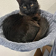 Trouble is registered to the contest to win money with this photo: cat, black_cat, pet, animal, feline, curled_up, resting, cozy, indoor, hammock_bed, soft_texture, yellow_eyes, looking_at_camera, fur, whiskers, ears, floor, wall, cardboard_box, household_items