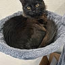 cat, black_cat, pet, animal, feline, curled_up, resting, cozy, indoor, hammock_bed, soft_texture, yellow_eyes, looking_at_camera, fur, whiskers, ears, floor, wall, cardboard_box, household_items