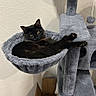 Trouble is registered to the contest to win money with this photo: black_cat, cat_tree, cat_hammock, indoor, pet, feline, relaxed, gray_furniture, cardboard_box, package, floor, wooden_floor, wall, cozy, resting, looking_at_camera, long_legs, home, domestic_cat, comfortable