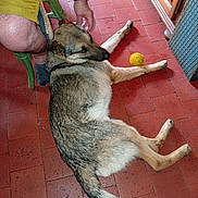 Fakir participe au concours pour gagner de l'argent avec cette photo : dog, person, floor, red_tiles, yellow_shorts, watch, green_chair, toy_ball, indoor, paw, petting, fur, relaxing, brown_fur, black_fur, white_fur, leg, tiled_floor, hand, casual