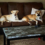 Ellie And Nala is registered to the contest to win money with this photo: dog, couch, living_room, coffee_table, carpet, pillows, game_controller, pet, canine, relaxing, brown, marble, indoor, furniture, domestic_animal, companion, resting, two_dogs, home, casual