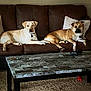 dog, couch, living_room, coffee_table, carpet, pillows, game_controller, pet, canine, relaxing, brown, marble, indoor, furniture, domestic_animal, companion, resting, two_dogs, home, casual
