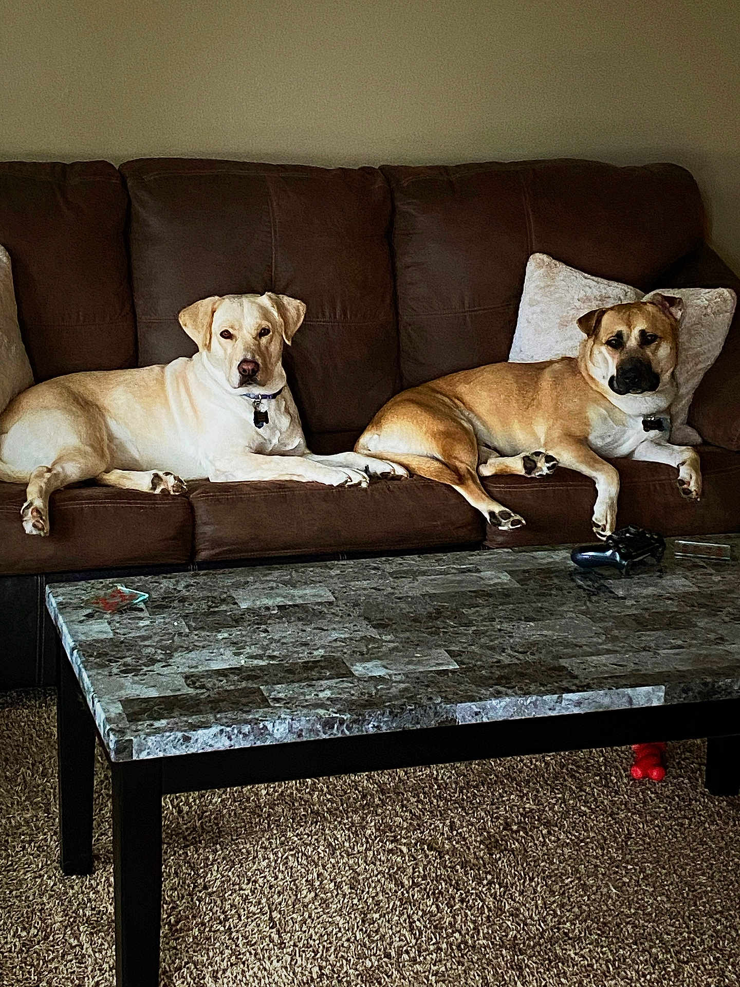 Ellie And Nala is registered to the contest to win money with this photo: dog, couch, living_room, coffee_table, carpet, pillows, game_controller, pet, canine, relaxing, brown, marble, indoor, furniture, domestic_animal, companion, resting, two_dogs, home, casual