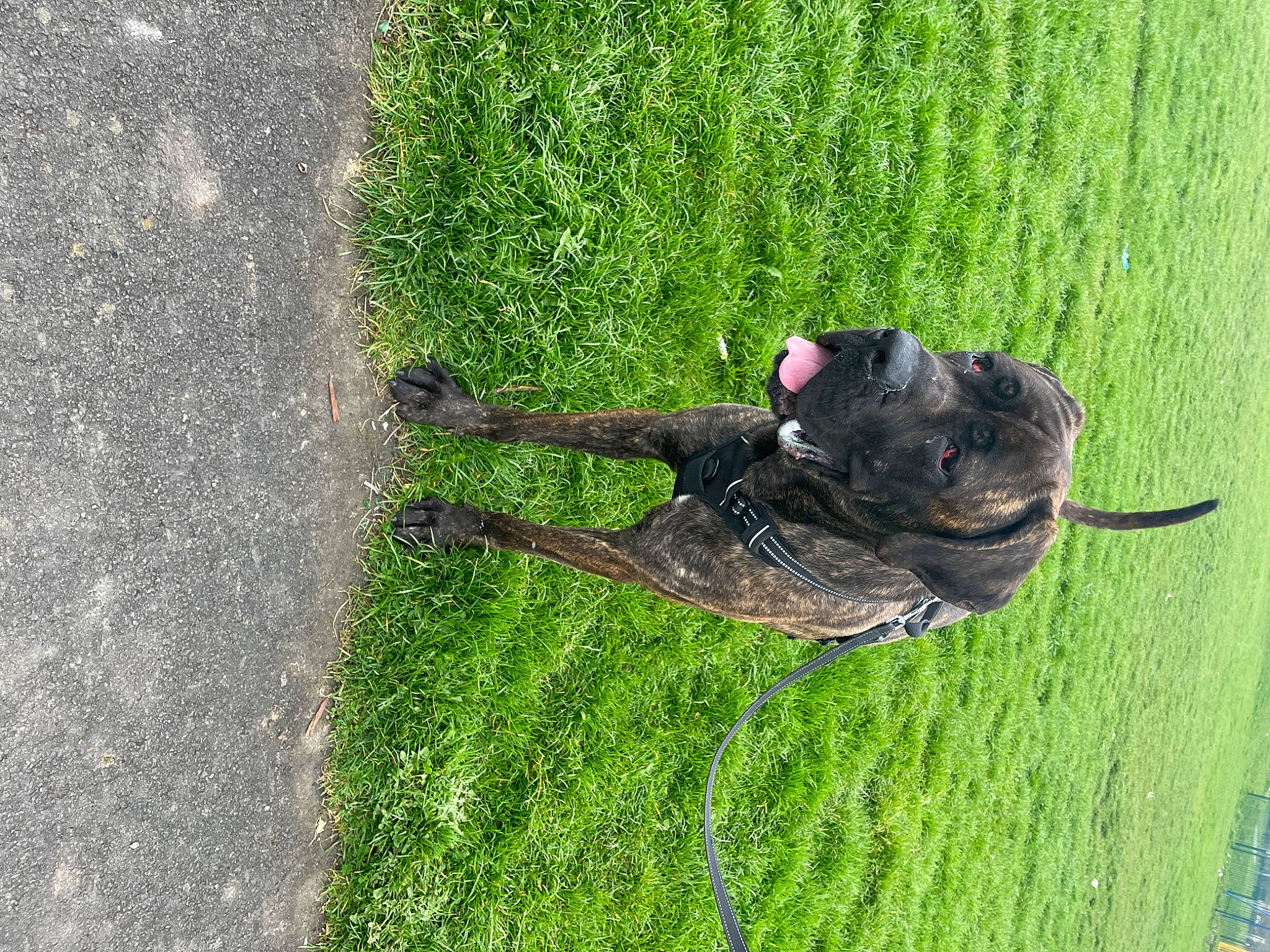 Bugsy is registered to the contest to win money with this photo: asphalt, canidae, carnivore, dog, dog_breed, grass, grassland, lawn, people_in_nature, plant, recreation, road_surface, shrub, soil, sporting_group, tail, tar, tree, water, working_animal